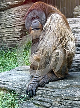 Bornean orangutan 1