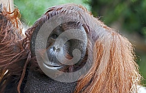 Bornean orangutan 10