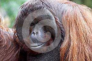 Bornean orangutan 11