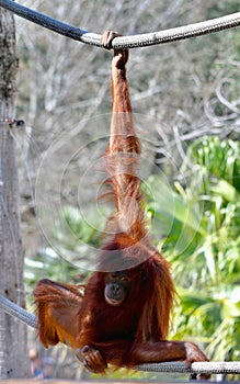 A Bornean Orangutan