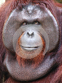 Bornean Orangutan