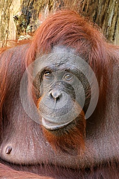 The Bornean orangutan