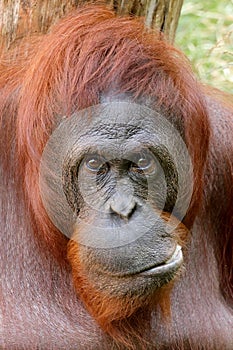 The Bornean orangutan