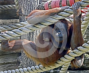 Bornean orangutan 3