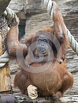 Bornean orangutan 4