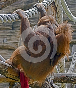 Bornean orangutan 5
