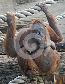 Bornean orangutan 6