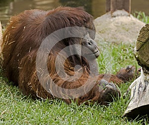 Bornean orangutan 8