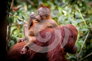 Bornean orangutan baby eating