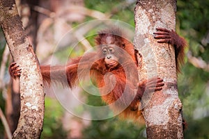 Bornean orangutan baby sitting on a tree