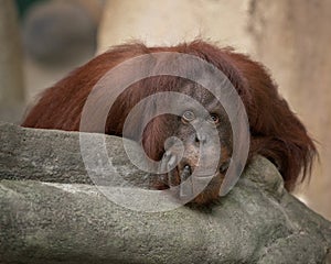 Bornean orangutan closeup portrait