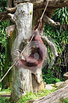 The Bornean orangutan differs in appearance from the Sumatran or