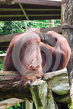 The Bornean orangutan differs in appearance from the Sumatran or