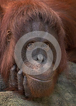 Bornean orangutan expressive facial portrait