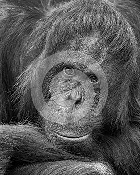 Bornean orangutan expressive headshot