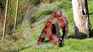 Bornean orangutan family