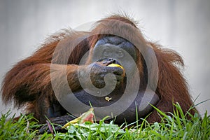 Bornean orangutan feeding the fruit