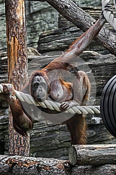 Bornean orangutan female 3