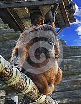 Bornean orangutan female on the beam 4 photo