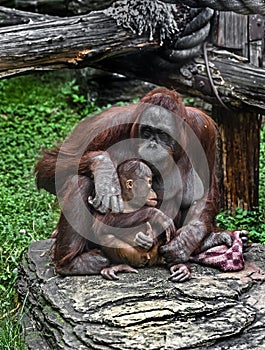 Bornean orangutan female and her kid 2