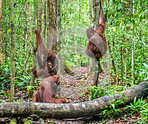 Bornean orangutan in green rainforest. Natural habitat