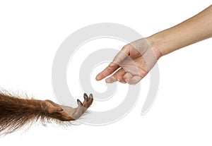 Bornean orangutan and human hands reaching at each other