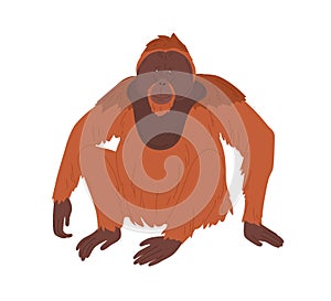 Bornean orangutan or large brown hairy ape with long limbs. Reddish shaggy monkey sitting isolated on white background