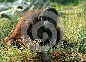 Bornean orangutan looking at the camera