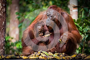 Bornean orangutan at lunch