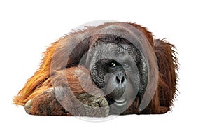 Bornean Orangutan Lying Down Extracted photo