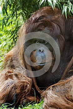 Bornean Orangutan