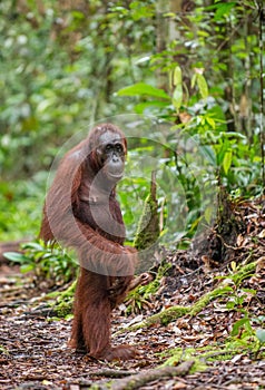 Bornean Orangutan in a natural habitat.