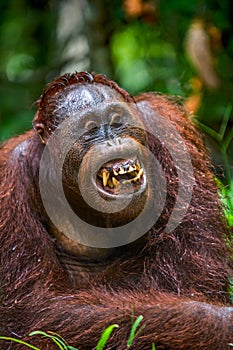 Bornean orangutan with open mouth. close up portrait