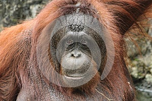 Bornean Orangutan ( Pongo pygmaeus )