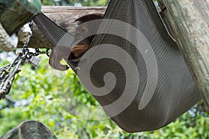 Bornean orangutan - Pongo pygmaeus