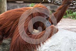 Bornean orangutan - Pongo pygmaeus