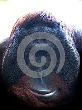 Bornean orangutan Pongo pygmaeus