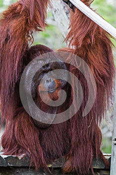 Bornean orangutan - Pongo pygmaeus