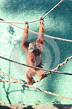 Bornean orangutan (Pongo pygmaeus), asian big primate species, bornean simian, big monkey, tropical mammal species photo