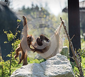 Bornean orangutan Pongo pygmaeus at Chester Zoo, Cheshire