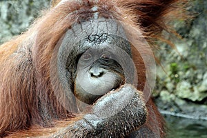 Clasificación Ordo Primata, Familia HominidaenBornean Orangután postura es mayor que la de los orangutanes de Sumatra.