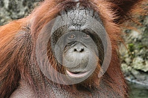 Clasificación Ordo Primata, Familia HominidaenBornean Orangután postura es mayor que la de los orangutanes de Sumatra.