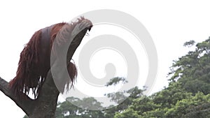 A Bornean orangutan, Pongo pygmaeus, climbed up to the top of the tree