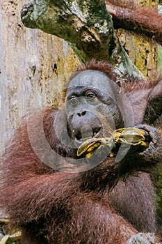 Bornean orangutan Pongo pygmaeus eating bananas in Sepilok Orangutan Rehabilitation Centre, Borneo island, Malays