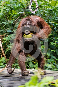 Bornean orangutan Pongo pygmaeus eating coconut in Sepilok Orangutan Rehabilitation Centre, Borneo island, Malays