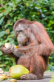 Bornean orangutan Pongo pygmaeus eating coconut in Sepilok Orangutan Rehabilitation Centre, Borneo island, Malays