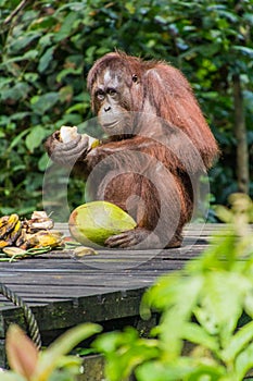 Bornean orangutan Pongo pygmaeus eating coconut in Sepilok Orangutan Rehabilitation Centre, Borneo island, Malays