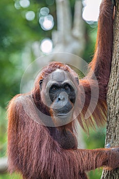Bornean orangutan (Pongo pygmaeus) photo