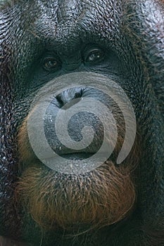 Bornean orangutan (Pongo pygmaeus), face of ape in close-up view