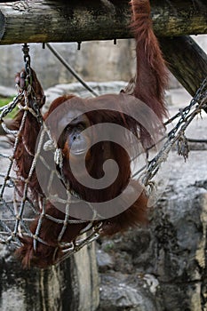 Bornean orangutan - Pongo pygmaeus photo